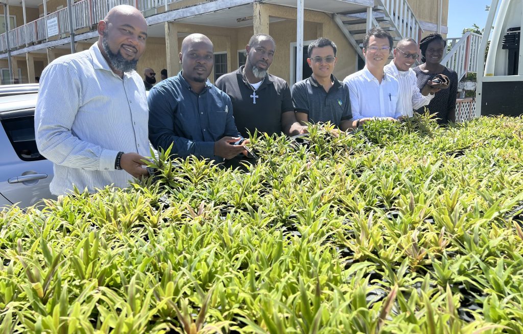 Photo caption: (l-r) Mr. Huey Sargeant, Permanent Secretary in the Ministry of Agriculture on Nevis; Mr. Randy Elliott, Director of the Department of Agriculture; Mr. Floyd Liburd, Deputy Director of the Department of Agriculture; Mr. Kyle Huang, Specialist at the Taiwan Technical Mission in St. Kitts and Nevis; Mr. Roy Yuan Hung Lo, the new Mission Chief at the Taiwan Technical Mission in St. Kitts and Nevis; Mr. Quincy Bart, Quarantine Officer; and Mrs. Rhosyll Jeffers-Gaskell, Assistant Secretary in the Ministry of Agriculture; (Mr. Steve Reid, Chief Extension Officer was also present) showing off some of the 2,000 pineapple slips donated to the Ministry of Agriculture by Mr. Roy Yuan Hung Lo n his first visit to Nevis on November 02, 2022