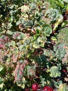 A sorrel plant affected by the leafhopper pest