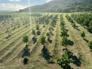 A section of the Department of Agriculture’s Indian Castle Fruit Orchard from the viewing deck on December 01, 2022