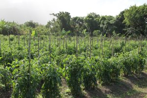 The tomato section at Mervin "Mansa" Tyson’s agricultural farm at Cades Bay on February 10, 2012 (file photo)
